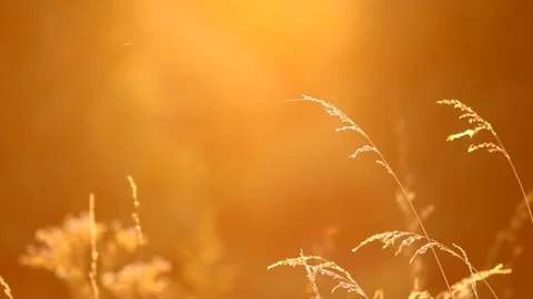 Grass swaying in the sunset Stock Footage 77798465
