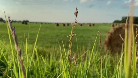 Grass is swaying in the wind, against the background of a haystacks. Sunny day Stock Footage 167971501