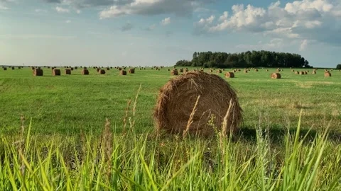 Grass is swaying in the wind, against the background of a haystacks. Sunny day Stock Footage 167971525