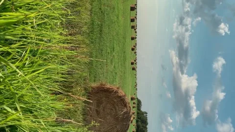 Grass is swaying in the wind, against the background of a haystacks. Sunny day Stock Footage 168948340