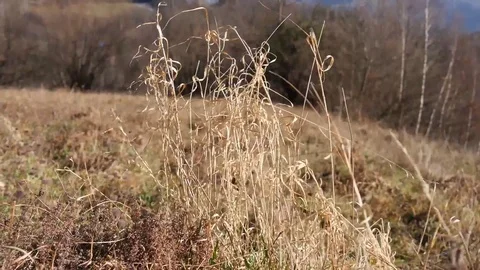Grass swaying in the wind and sun light Video stock 70135003