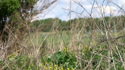 Grass swaying in the wind and sun light Video stock 76150246