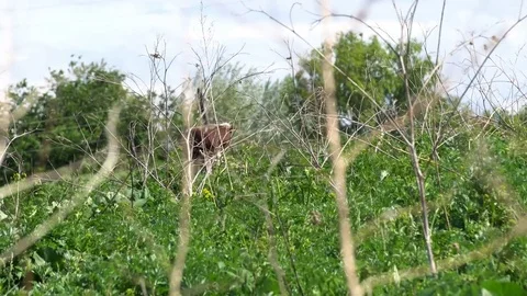 Grass swaying in the wind and sun light Stock Footage 76152167