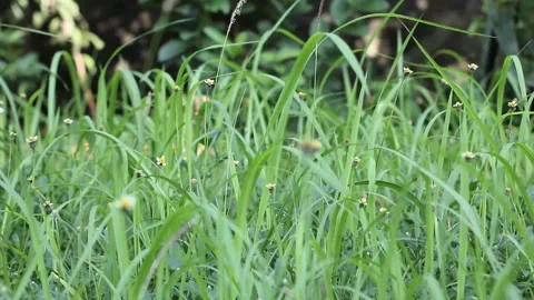 Grass swaying in the wind blow Stock-Footage 241044393
