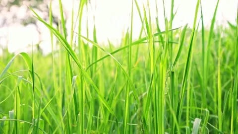 Grass swaying in the wind blow on sunset in meadow, lawn. Spring natural Stock Footage 242113272
