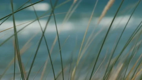 Grass swaying in wind on blue background of sea water Stock Footage 157989207