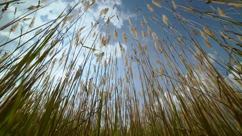 Grass swaying by the wind, bottom plan. Vídeo Stock 187188168