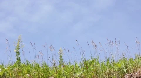 Grass swaying in the wind, bottom view Stockbeeldmateriaal 52485731