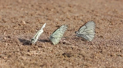 Grass swaying in the wind, bottom view Stockbeeldmateriaal 52485787