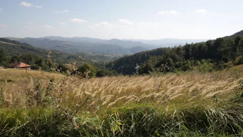Grass Swaying In The Wind Close Up. Stock Footage 154415964