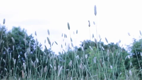 Grass swaying in wind in field Video stock 108339964