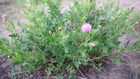Grass swaying in the wind in the field Видео 114326416
