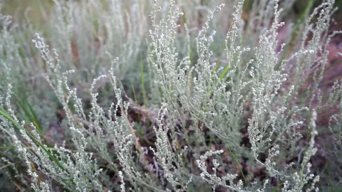 Grass swaying in the wind in the field Stock-Footage 114326583