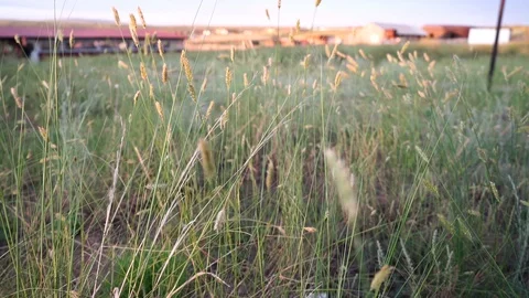 Grass swaying in the wind in the field Видео 114326716