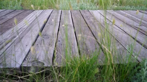 Grass swaying in the wind in the field Видео 114326757