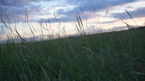 Grass swaying in the wind in the field Stockbeeldmateriaal 114326776