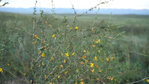 Grass swaying in the wind in the field Видео 114326806