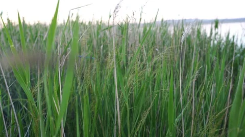Grass swaying in the wind in the field Видео 114326839