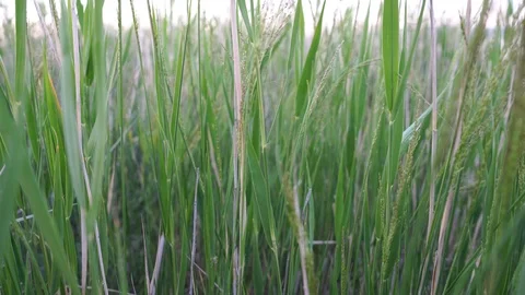 Grass swaying in the wind in the field Видео 114326874