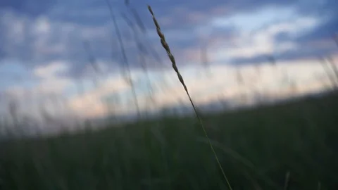 Grass swaying in the wind in the field Видео 114326963