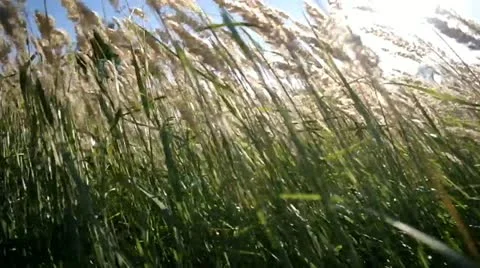 Grass swaying in the wind. Stock Footage 11807076