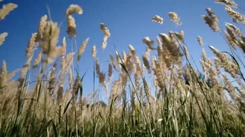 Grass swaying in the wind. Stock Footage 11807105
