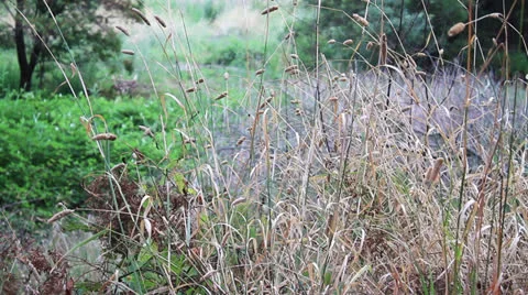 Grass swaying in the wind Stock Footage 23712246