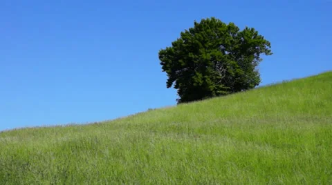 Grass swaying in the wind Stock Footage 24709841