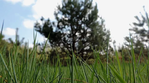 Grass swaying in the wind Stock Footage 37347036