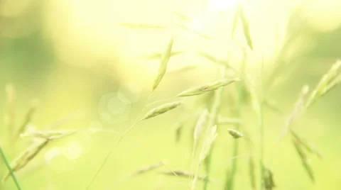 Grass Swaying in the Wind Stock Footage 39959483