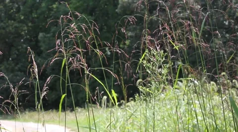 Grass swaying in the wind Stock Footage 41295469