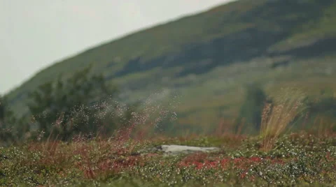 Grass swaying in the wind 스톡 동영상 42876406