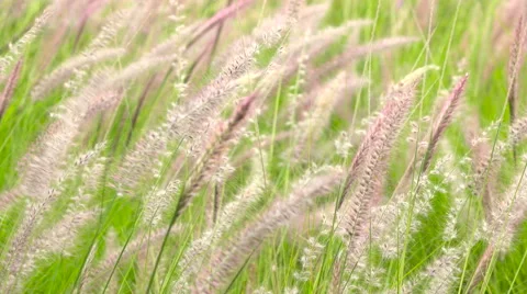 Grass swaying in the wind Stock Footage 62959672