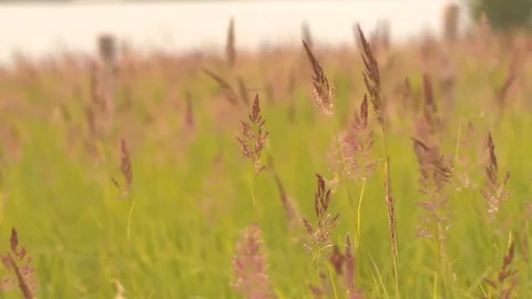 Grass Swaying In The Wind 動画素材 75697838
