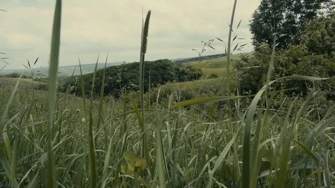 The grass is swaying in the wind Stock Footage 76660906