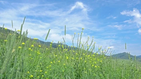 Grass Swaying In The Wind Видео 82437283