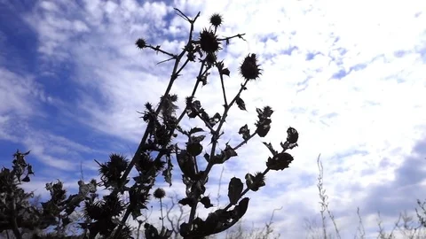 Grass Swaying In The Wind Stock-Footage 82709117