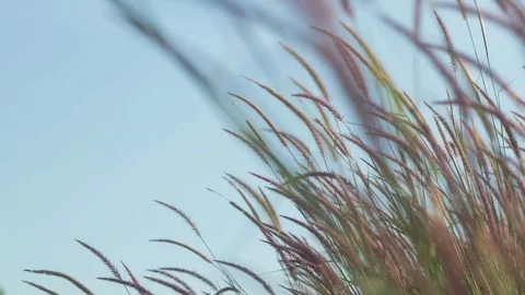 Grass swaying in the wind Stock Footage 83095016