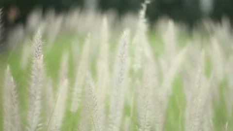 The Grass Swaying in Wind Stock Footage 139903795
