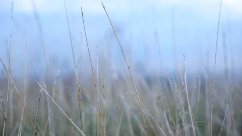 Grass swaying in the wind Stock Footage 141957192