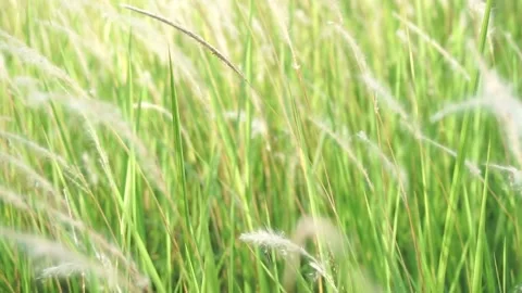 Grass swaying in wind Stock Footage 146688871