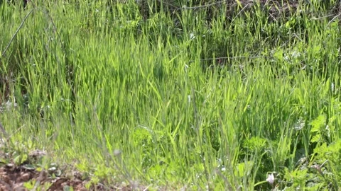 Grass swaying in the wind 库存影片 171299951