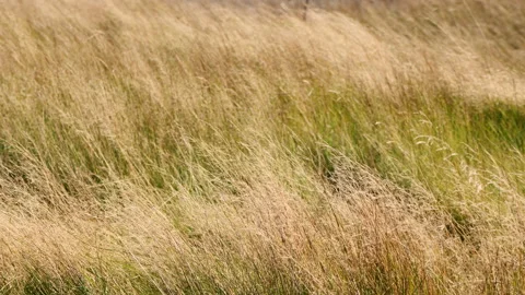 Grass swaying in the wind Stock Footage 230985364