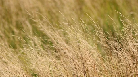 Grass swaying in the wind Stock Footage 230985492