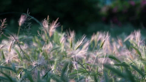Grass swaying in the wind Stock Footage 241495048
