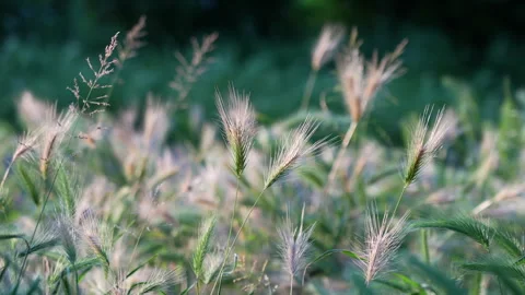 Grass swaying in the wind Stock Footage 241495249