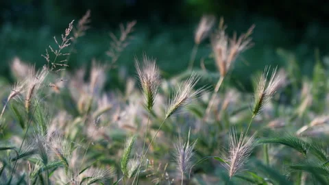 Grass swaying in the wind Stock Footage 241495695