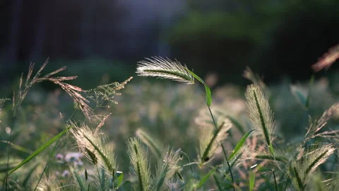 Grass swaying in the wind Stock Footage 241496180