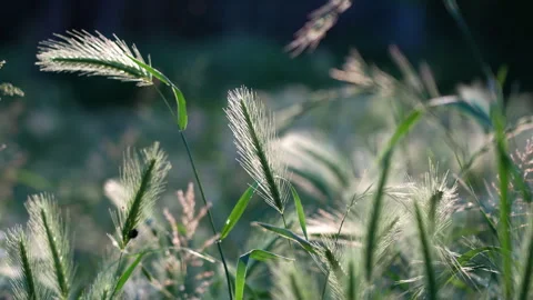 Grass swaying in the wind Stock Footage 241496220