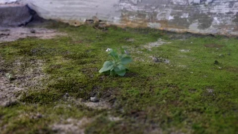 Grass swaying in the wind Stock Footage 242558832